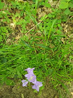 Campanule a feuilles de pecher - Campanula persicifolia (ph. Mrugala F., Chasselay, juin 2021)(3)